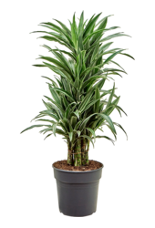 Dracaena Deremensis Warneckei