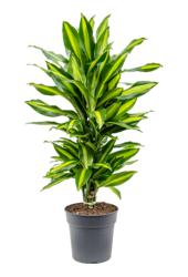 Dracaena Fragrans Cintho