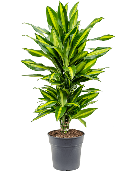 Dracaena