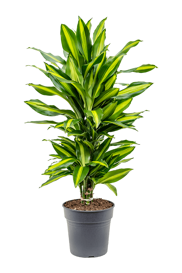 Dracaena Fragrans Cintho