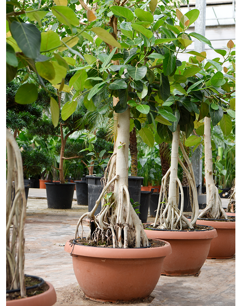 Ficus