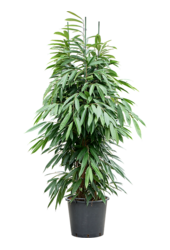 Ficus Binnendijkii Amstel King