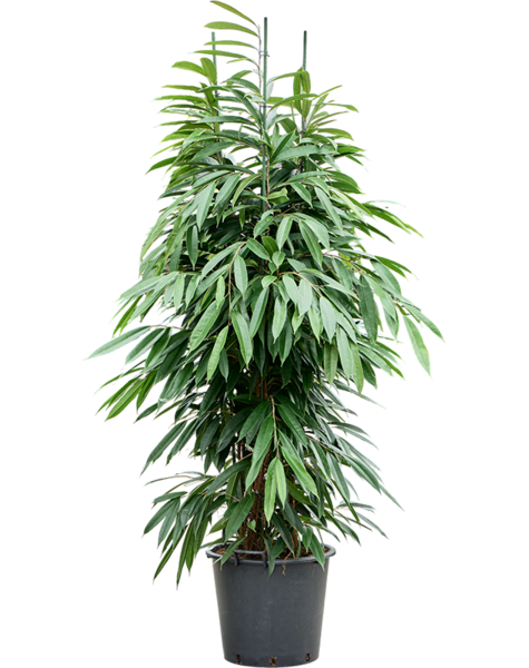 Ficus