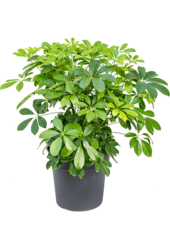 Schefflera Arboricola Compacta