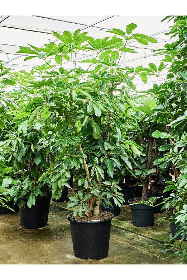 Schefflera Actinophylla Amate