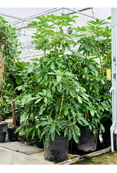 Schefflera Actinophylla Amate