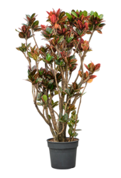 Croton (Codiaeum) Variegatum Petra