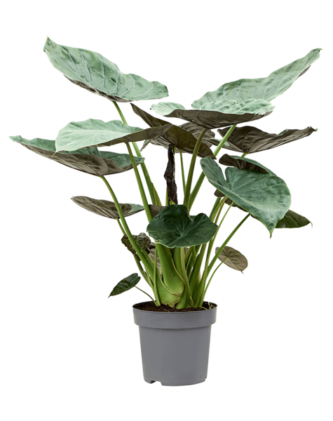 Alocasia