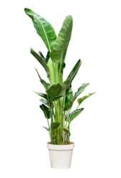 Strelitzia Nicolai (210-230)