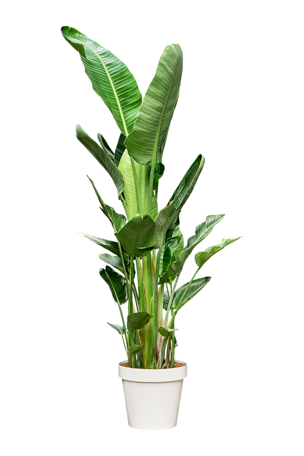 Strelitzia Nicolai (210-230)