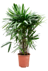 Rhapis Excelsa