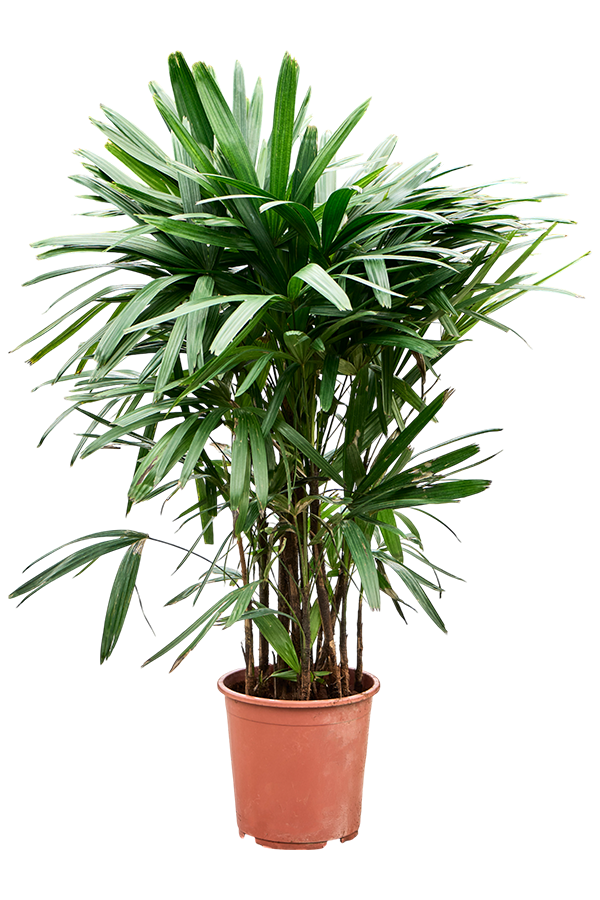 Rhapis Excelsa