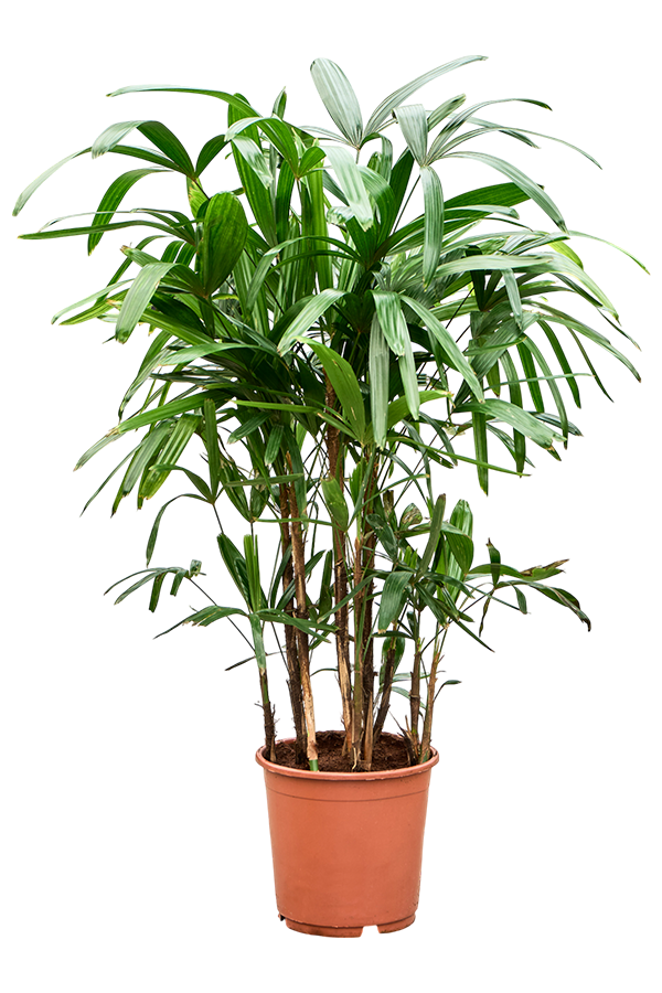 Rhapis Excelsa