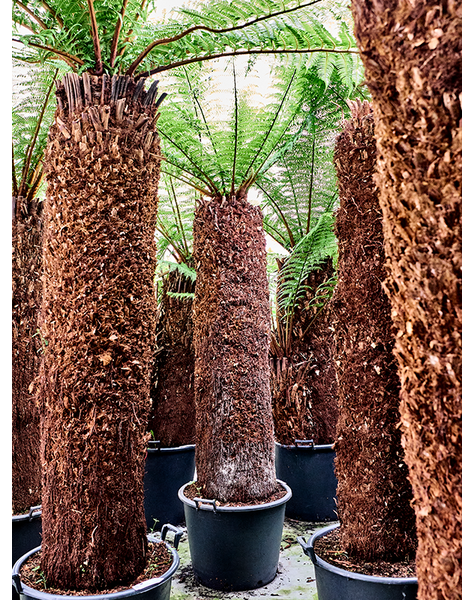 Dicksonia