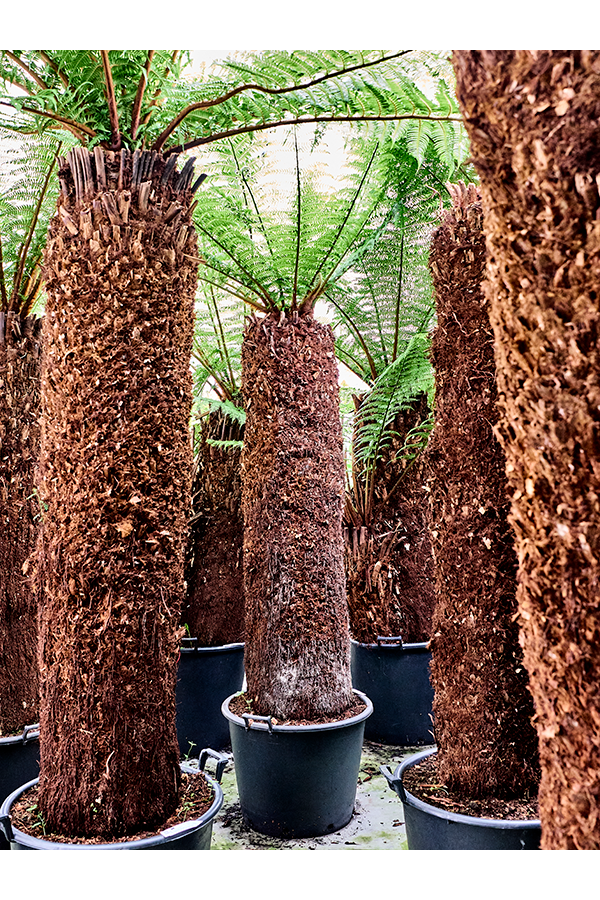Dicksonia Antarctica