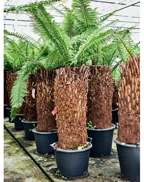 Dicksonia