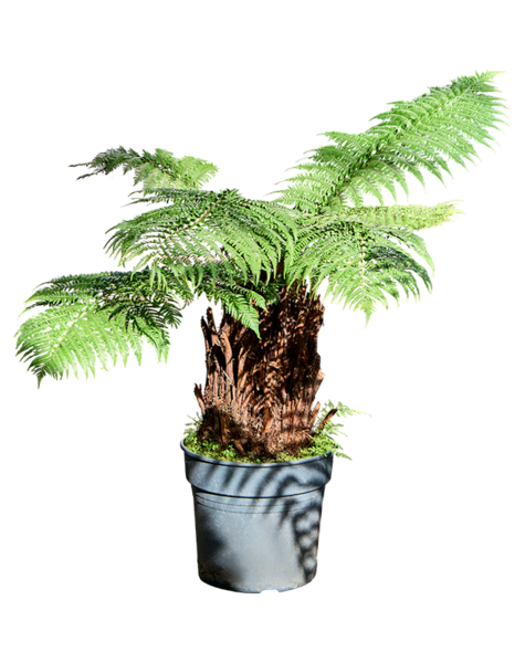 Dicksonia