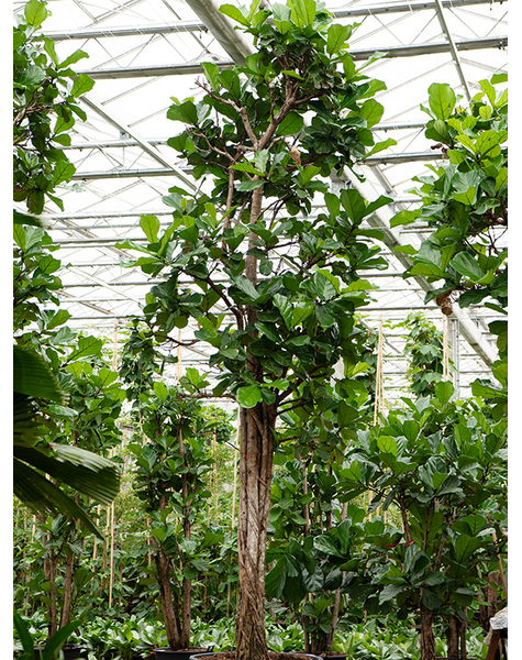 Ficus