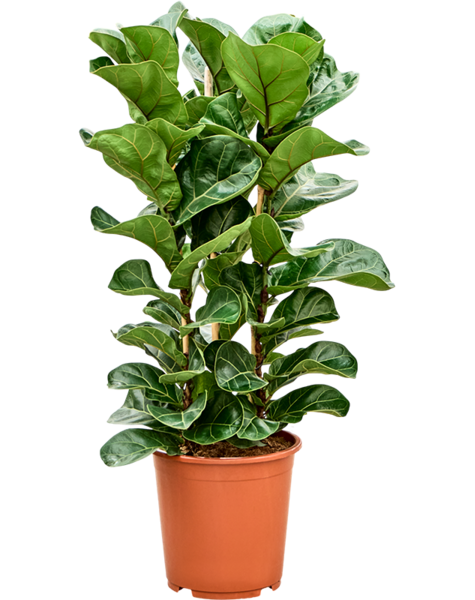 Ficus