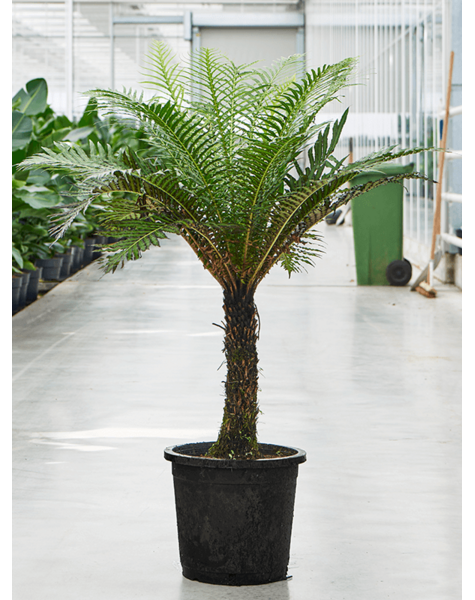 Blechnum