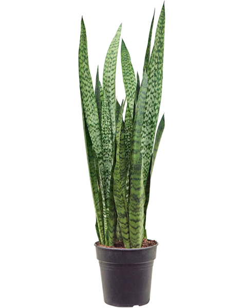 Sansevieria