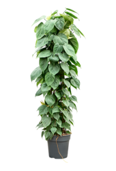 Philodendron Scandens