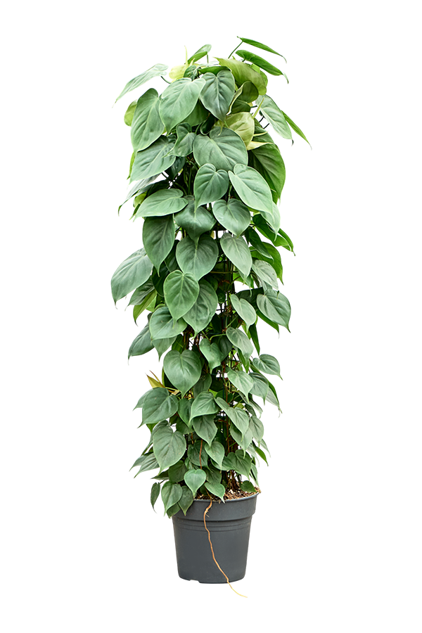 Philodendron Scandens