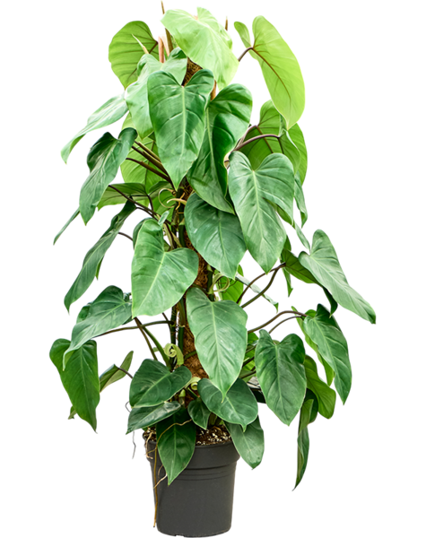 Philodendron