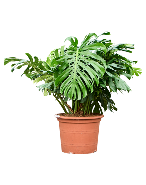 Monstera