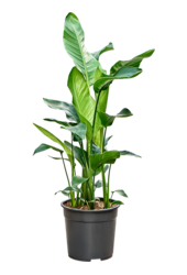 Strelitzia Nicolai