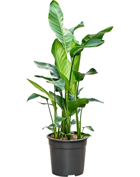 Strelitzia