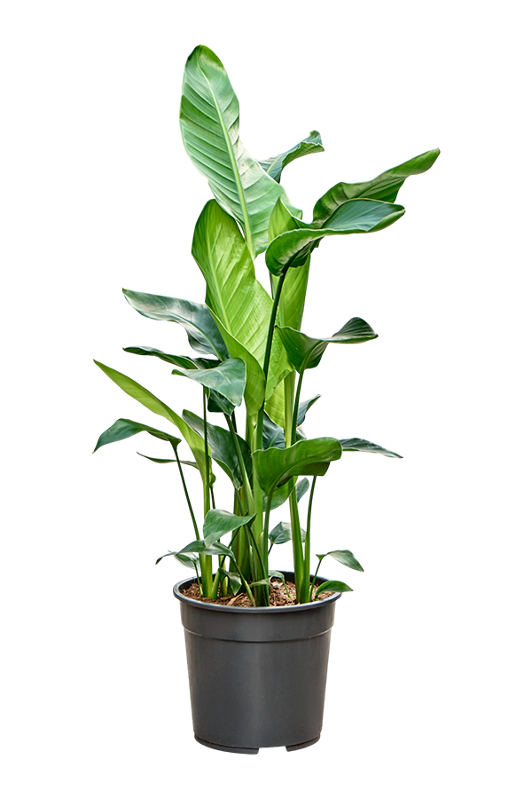 Strelitzia Nicolai