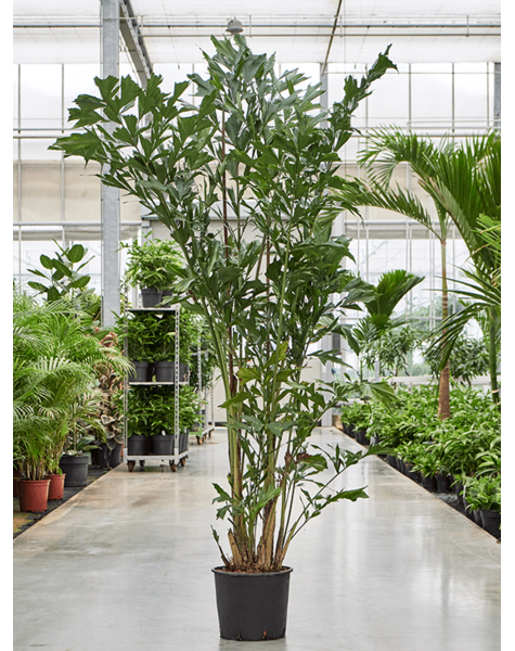Caryota