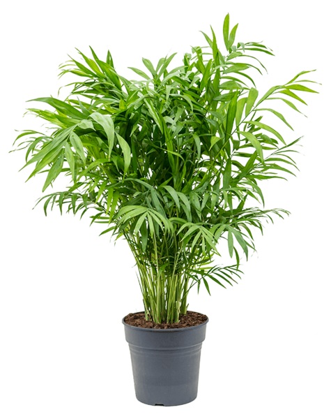 Chamaedorea