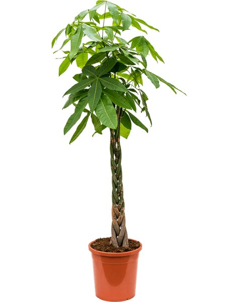 Pachira
