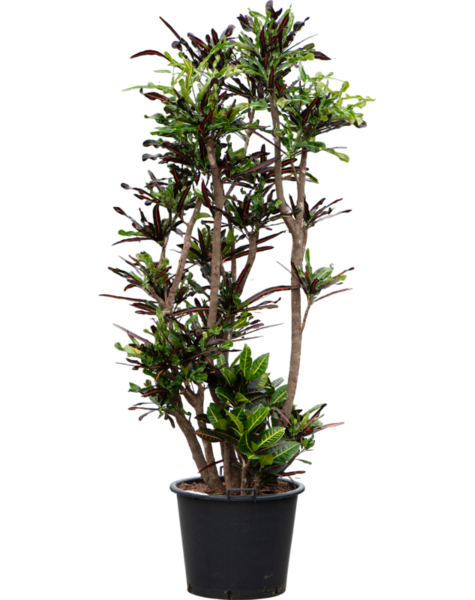 Croton