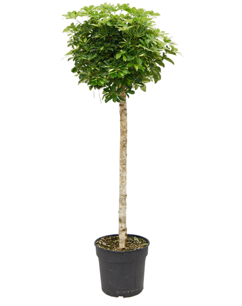 Schefflera