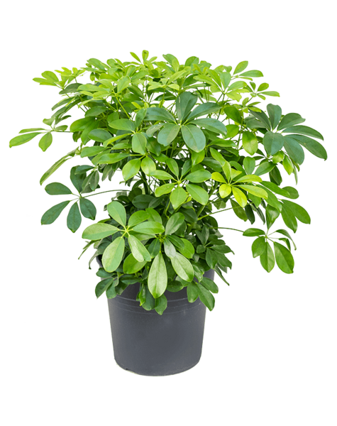 Schefflera
