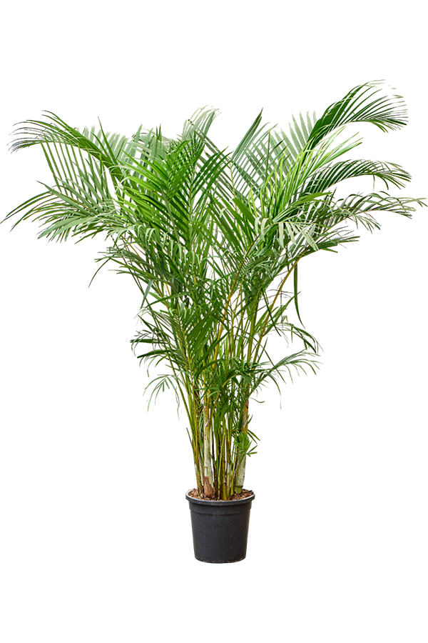 Dypsis (Areca) Lutescens