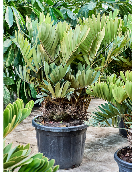 Zamia