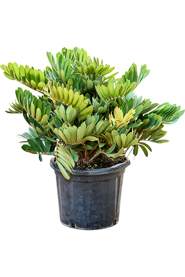 Zamia Furfuracea (80-100)