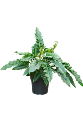 Philodendron Narrow
