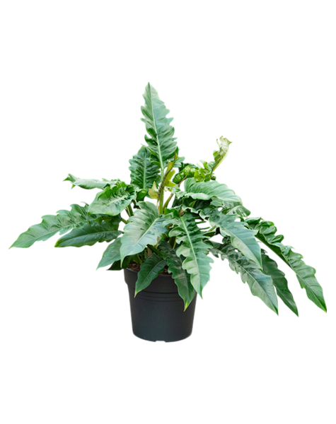 Philodendron