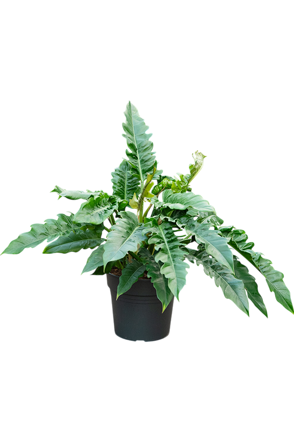 Philodendron Narrow