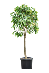 Ficus Binnendijkii Amstel King