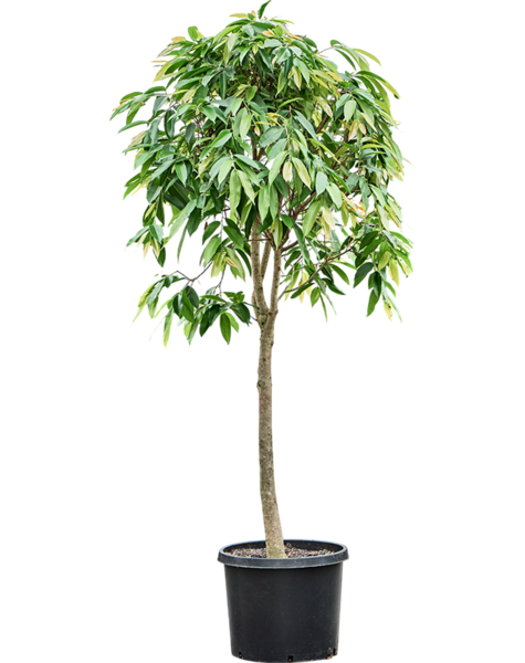 Ficus