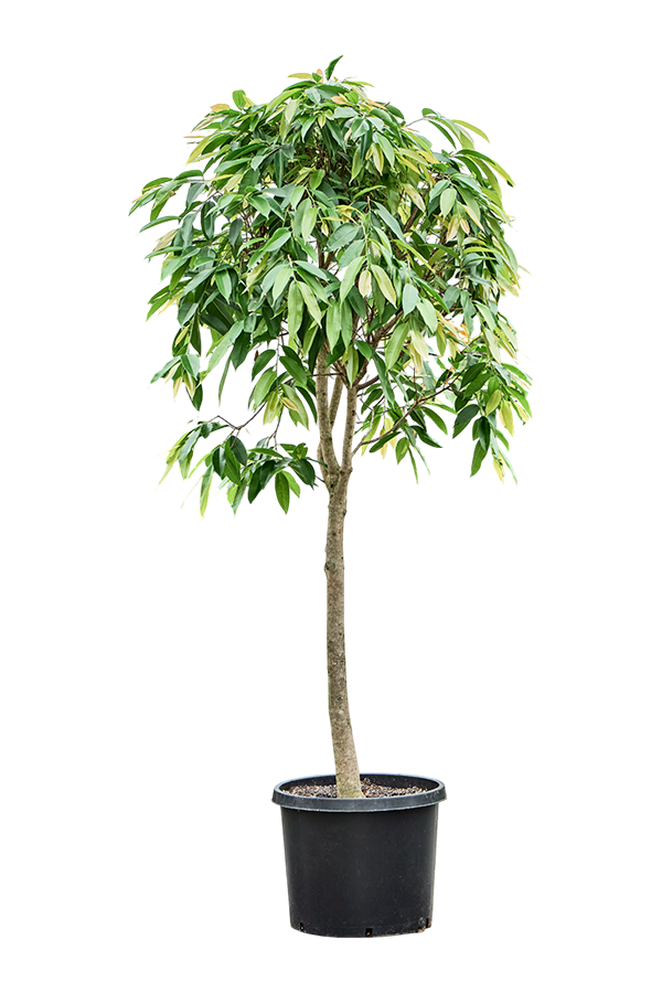 Ficus Binnendijkii Amstel King
