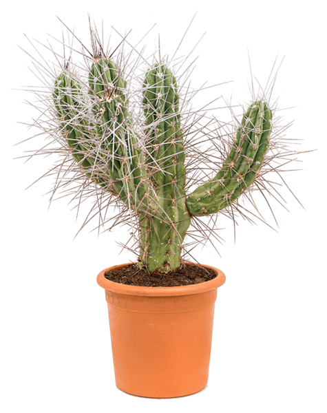 Stetsonia