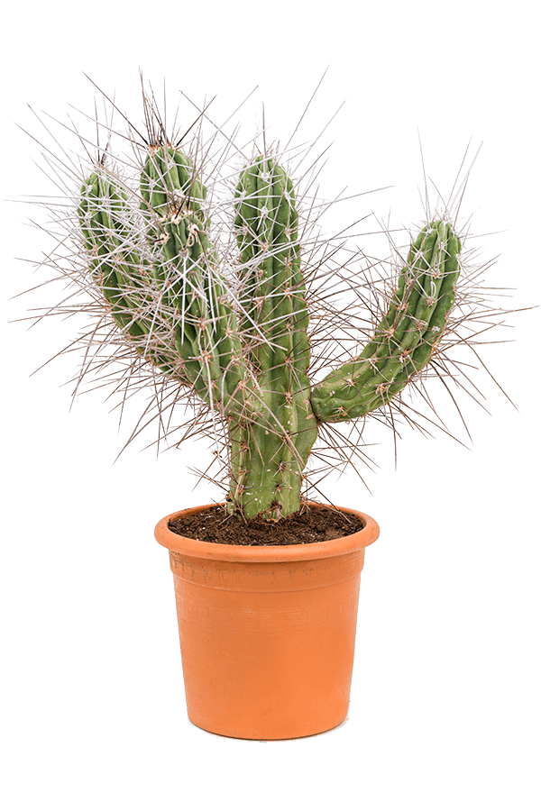 Stetsonia Coryne