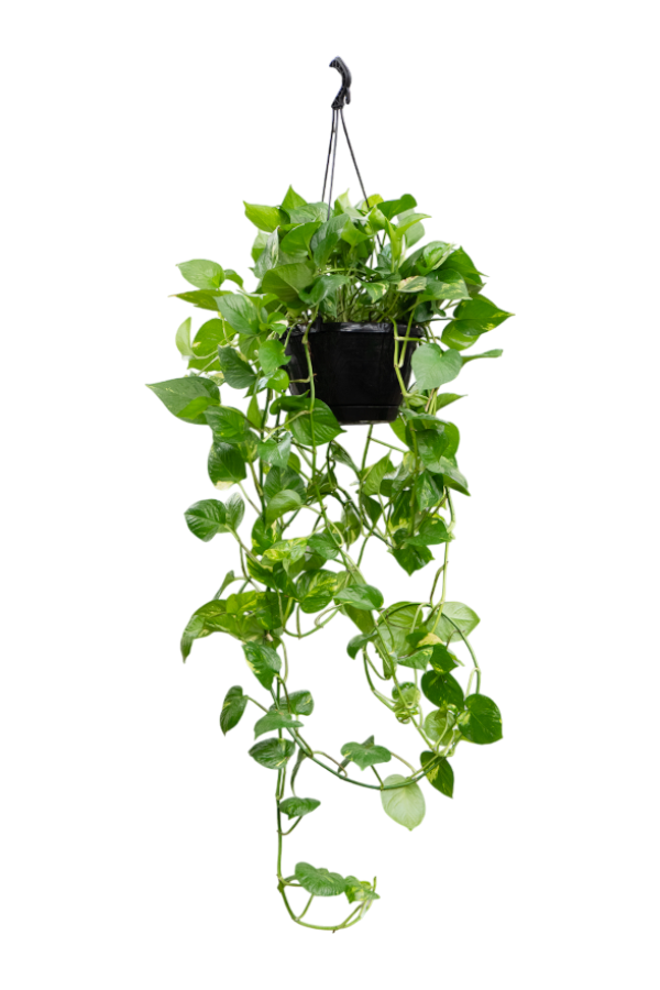 Scindapsus (Epipremnum) Aureum